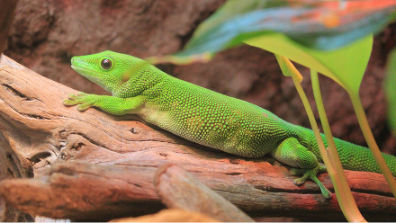 エキゾチックアニマルも対応します